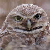12SB5762 Burrowing Owl